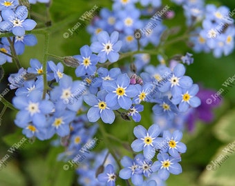 Forget Me Nots Blue Floral Fine Art Photography Photo Print