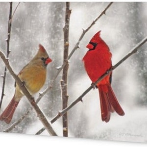50 tarjetas de felicitación Cardenales nevados Fotografía artística masculina y femenina Tarjetas navideñas con sobres