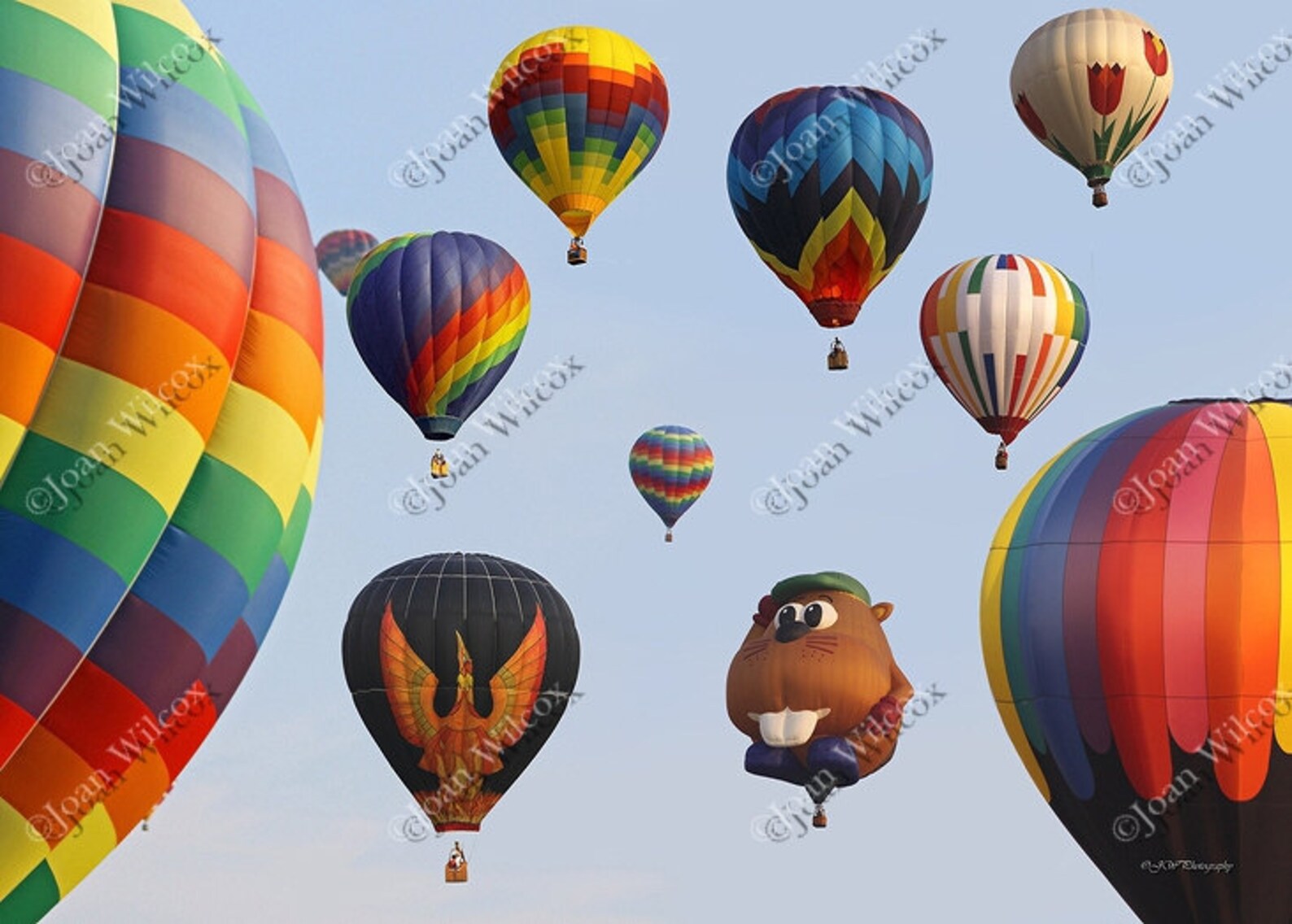 Balloons Everywhere Dansville NY Hot Air Balloon Festival Etsy