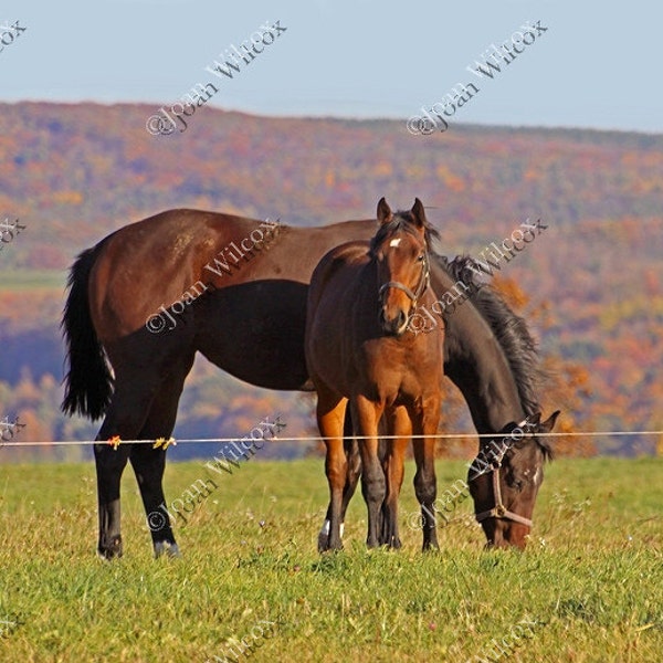 Autumn Horses Mare Foal Mama & Baby Yearling Horse Fine Art Photography Original Print