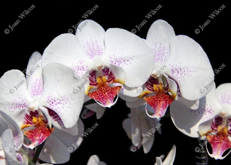 Pretty White & Fuschia Phalaenopsis Orchids Floral Fine Art Photography Photo Print image 1