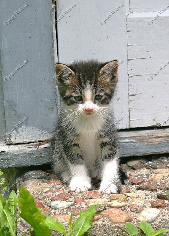 Sad kitten deals