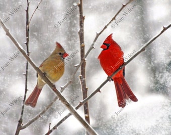 Snowy Cardinals Winter Ice Early Spring Birds Male & Female Fine Art Original Fine Art Photo Print