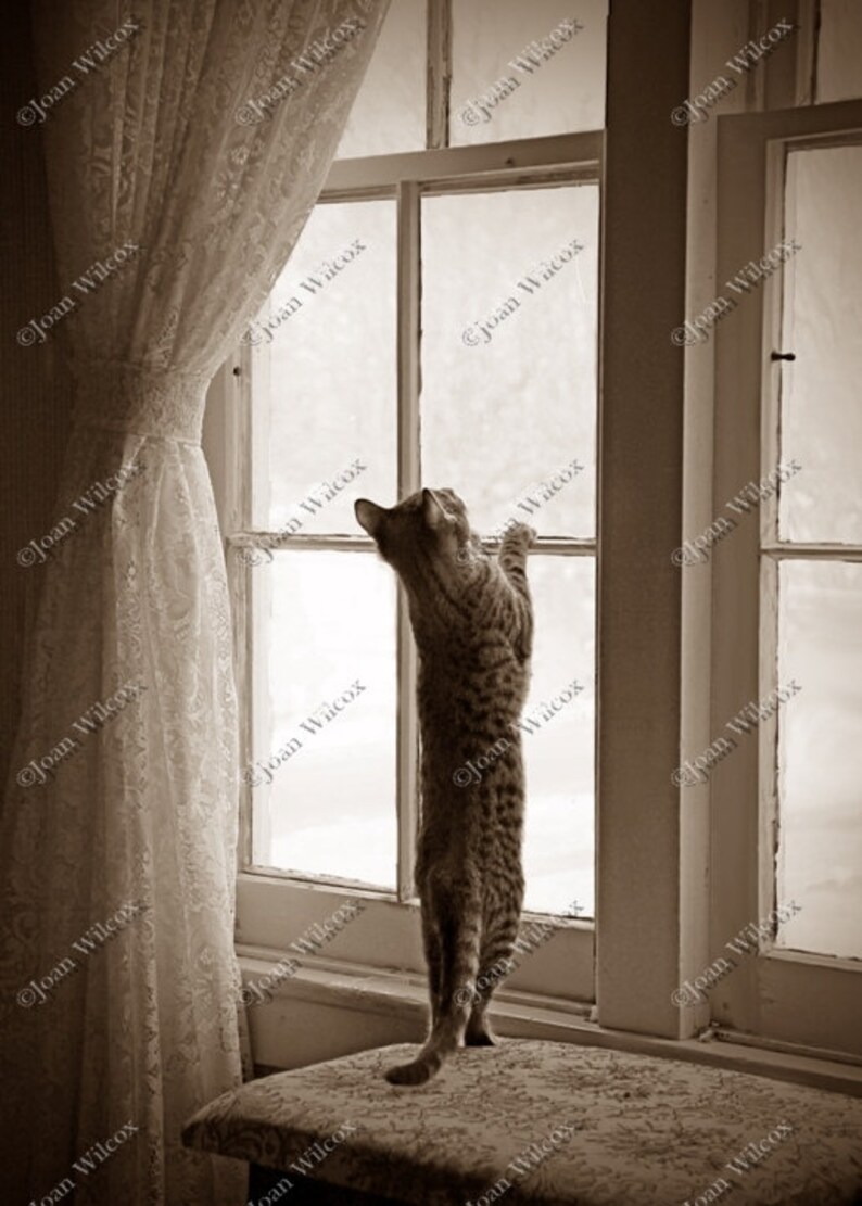 Sepia or Black & White Kitty Cat Waiting Playing in the Window Fine Art Photography Photo Print image 1