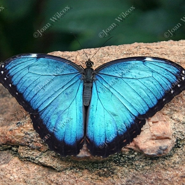 Blue Morpho Butterfly Tropical Butterflies Original Fine Art Photography Photo Print