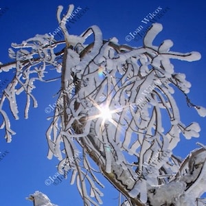 Frozen Tree at Niagara Falls, NY USA Diamond in the Sky Fine Art Photography Photo Print