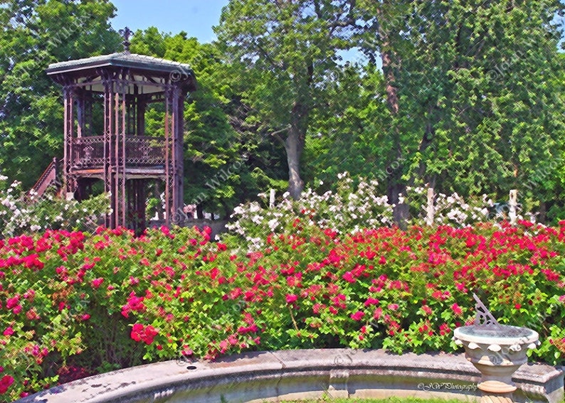 Victorian English Rose Garden Floral Spring Summer Fine Art - Etsy