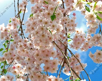 Spring Blossoms Floral Fine Art Photography Photo Print