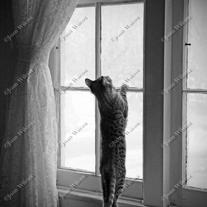 Sepia or Black & White Kitty Cat Waiting Playing in the Window Fine Art Photography Photo Print image 2