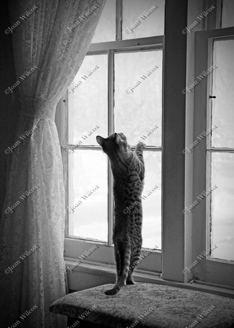 Sepia or Black & White Kitty Cat Waiting Playing in the Window Fine Art Photography Photo Print image 2