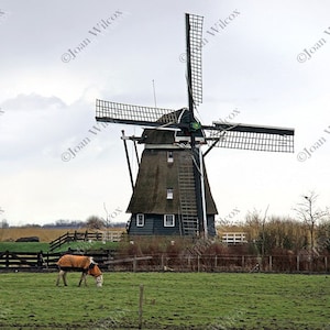 Windmills of Uitgeest Holland Netherlands with Grazing Horse Dutch Winter Spring Countryside Fine Art Photography Photo Print