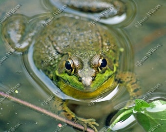 Cute Pond Frog Portrait Original Fine Art Photography Print