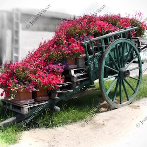 Frühling Sommer Loiretal Blumenwagen Tournüren, Frankreich Farbspritzen Floral Fine Art Fotografie Fotoabzug
