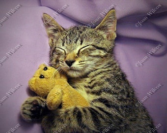 Sleeping Daisy Kitten Sleepy Kitty Cat with Tiny Teddy Bear Original Fine Art Photography Print