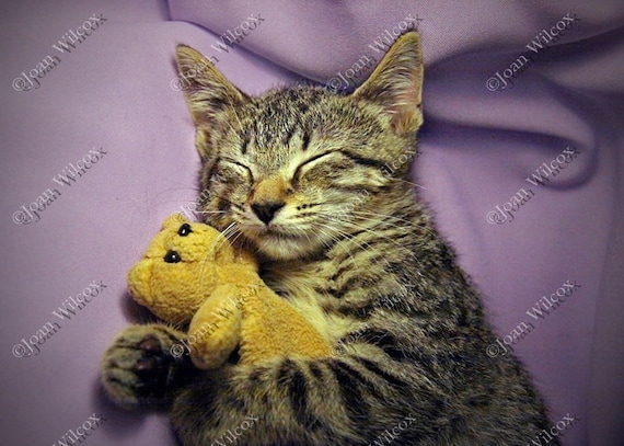 Sleeping Daisy Kitten Sleepy Kitty Cat With Tiny Teddy Bear