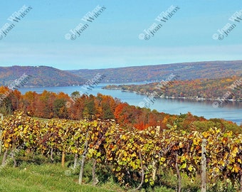 Scenic Autumn Vineyards on Keuka Lake, NY Winery Fine Art Photography Photo Print