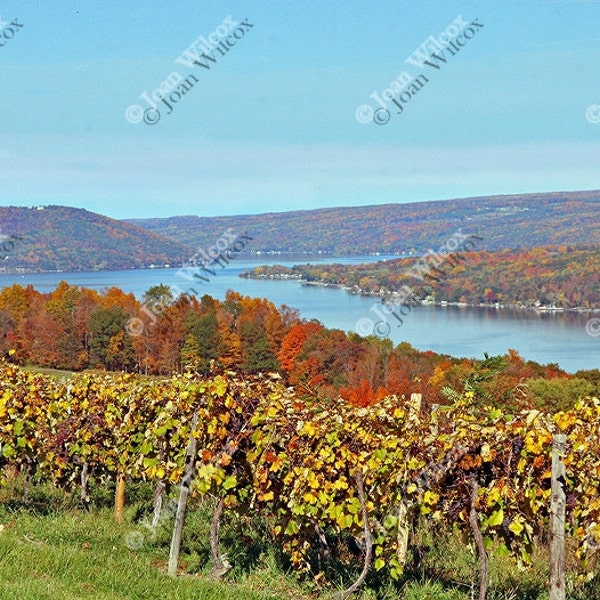 Scenic Autumn Vineyards on Keuka Lake, NY Winery Fine Art Photography Photo Print