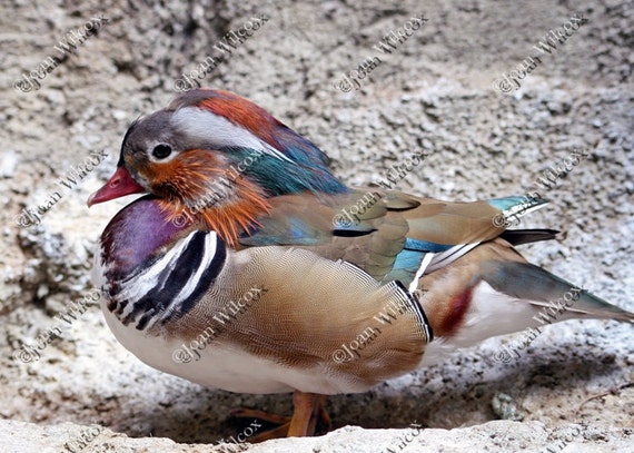 Wood Duck Photo Colorful Bird Fowl Original Fine Art Photography Print
