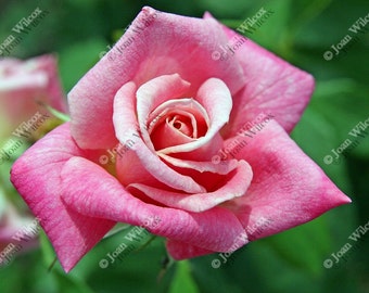 Beautiful Spirited Pink Rose Floral Fine Art Photography Photo Print