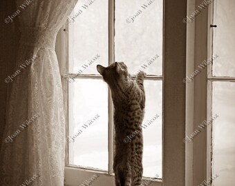 Sepia or Black & White Kitty Cat Waiting Playing in the Window Fine Art Photography Photo Print