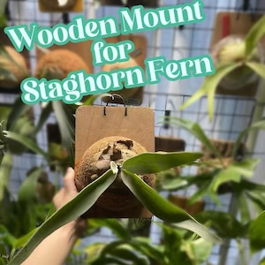 Staghorn Farn Halterung ｜ Befestigungsset für Staghorn Farn | Platycerium - nur Pflanzen&Moos enthalten!