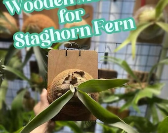 Staghorn Farn Halterung ｜ Befestigungsset für Staghorn Farn | Platycerium - nur Pflanzen&Moos enthalten!