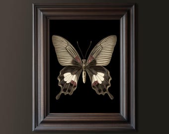 Puede incluir: Una impresión enmarcada que presenta una ilustración detallada de una mariposa con alas crema y negras, acentuadas con marcas rojas y blancas. La obra de arte está sobre un fondo negro dentro de un marco de madera marrón oscuro. El texto "DARK DREAM DESIGNS" está en la parte inferior.