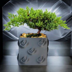 May include: A bonsai tree with vibrant green foliage in a dark gray square pot. The pot has a textured design with eye-shaped indentations. Small rocks and soil surround the base of the tree, creating a miniature landscape.
