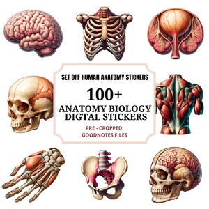 Peut inclure: Un ensemble de plus de 100 autocollants d'anatomie numériques pour Goodnotes. Les autocollants présentent des illustrations du corps humain, notamment le cerveau, le crâne, la cage thoracique, les muscles du dos, le bassin et la main.