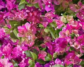 Classic Bougainvillea Mediterranean Escape U5105-706 A Hoffman Spectrum Digital print