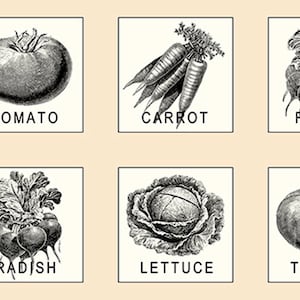 May include: Black and white line drawings of six different vegetables: tomato, carrot, radish, lettuce, and tomato. Each vegetable is labeled with its name.