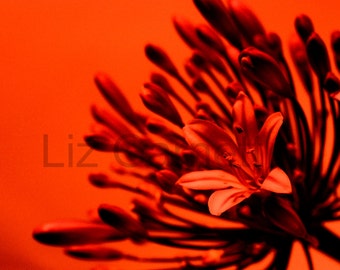 A6 Size Red Agapanthus Flower Photograph Contemporary Limited Edition by Liz Garnett (UK550/08 - 1/1) Postcard Art