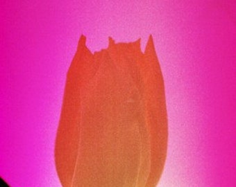 A6 size Red Tulip Flower Photograph Contemporary Limited Edition by Liz Garnett (45623r - 1/1) postcard size