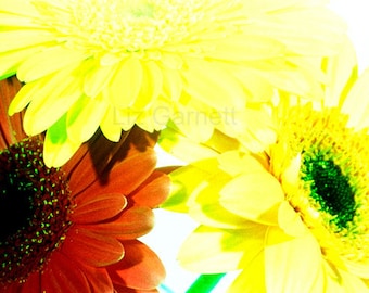 A6 Size Yellow and Red Gerbera Flowers Photograph Contemporary Limited Edition by Liz Garnett (UK574/33 - 1/1) Postcard Art