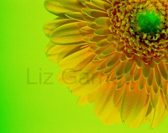 A6 Size Orange Gerbera Flower Photograph Contemporary by Liz Garnett (UK552/19 - 1/1) Postcard Size