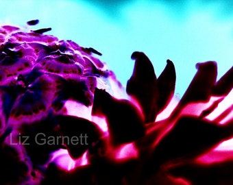 A6 Size Purple Pineapple Fruit Photograph Contemporary Limited Edition by Liz Garnett (UK614/34 - 1/1) Postcard Art