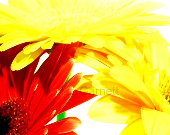 A6 Size Red and Yellow Gerbera Flowers Photograph Contemporary Limited Edition by Liz Garnett (UK574/29 - 1/1) Postcard Art