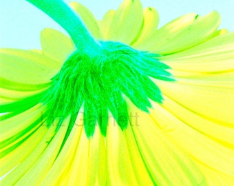 Yellow Gerbera Flower Photograph Contemporary Limited Edition by Liz Garnett (UK576/19 - 1/1)A6  Postcard Art