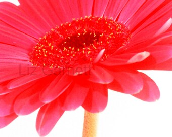 A6 Red Gerbera Flower Photograph Contemporary Limited Edition by Liz Garnett (UK575/22 - 1/1) Postcard Size Art