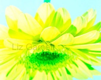 Yellow Gerbera Flower Photograph Contemporary Limited Edition by Liz Garnett (UK576/02 - 1/1) A6 Postcard Art