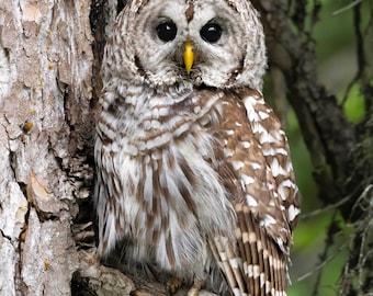 Barred Owl Wildlife Nature Photo Print