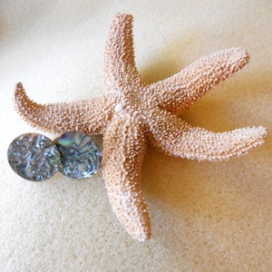 May include: A starfish with a light brown color and a textured surface. Two iridescent abalone shell earrings are placed on the starfish.