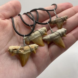 REAL Wire-Wrapped Shark Tooth Necklace