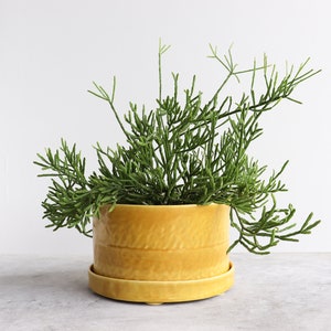 Round Pinched Planter with Plate Daybreak x-large