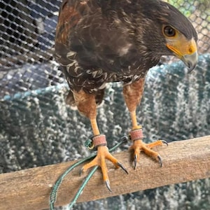 May include: A brown and white hawk with yellow feet and a yellow beak is perched on a wooden branch. The hawk is wearing leather bands on its legs.