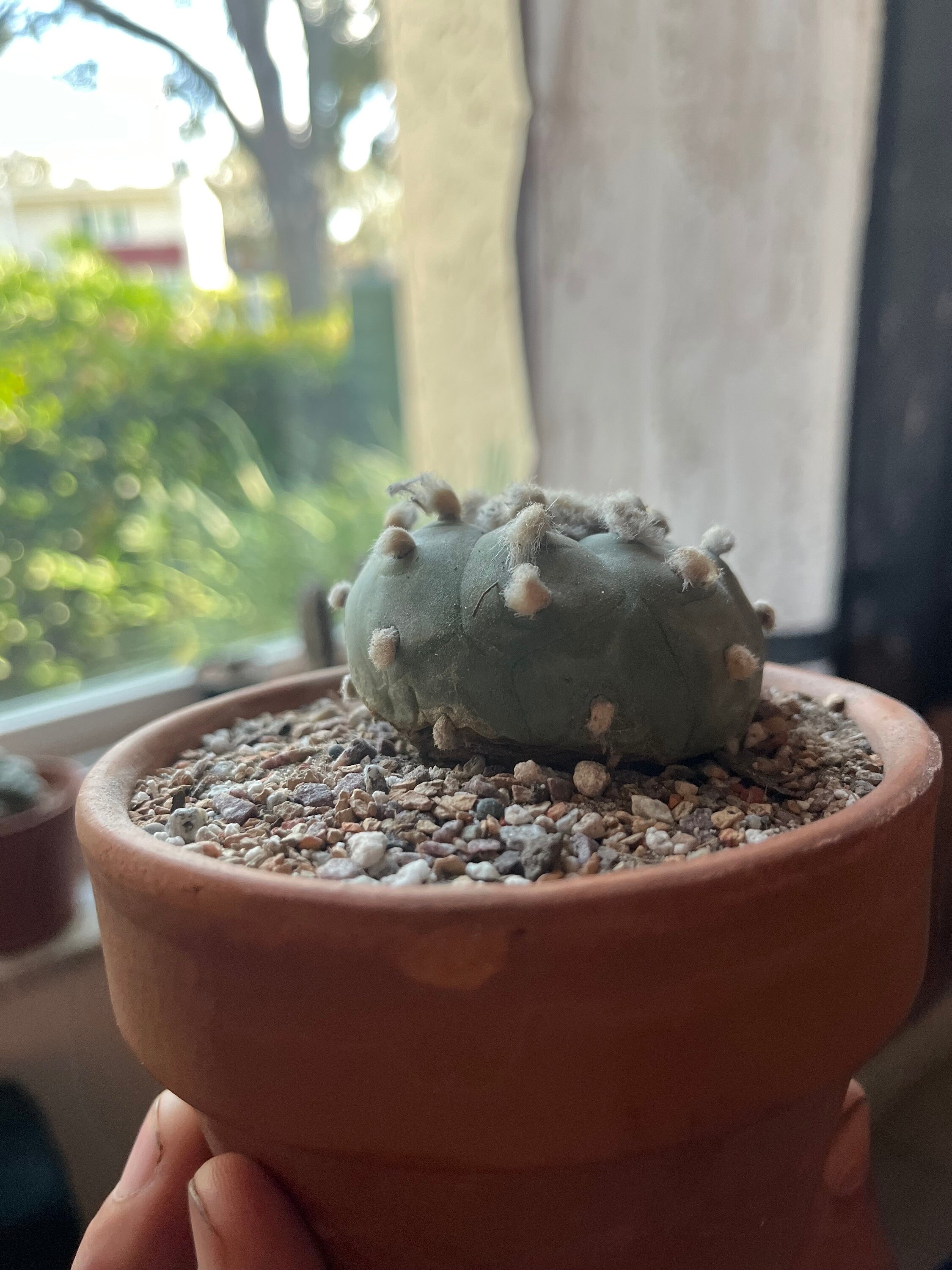 HUGE Button Reynosa . 17 Year Old Rare Cactus . Button Cactus . Will ...