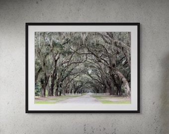 Savannah Georgia Road Lined With Live Oaks Spanish Moss Trees Wormsloe Plantation Photography Print