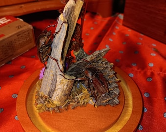 Real taxadermy beetles in side glass dome mounted on wooden base