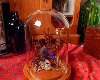 Real taxadermy beetle in side glass dome mounted on wooden base