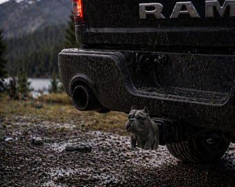 American bully trailer hitch cover 50mm | 2 inch receiver plug | dog lover | 3d printed petg - style 1